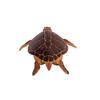 Design Toscano Giant Loggerhead Sea Turtle Statue NE90048